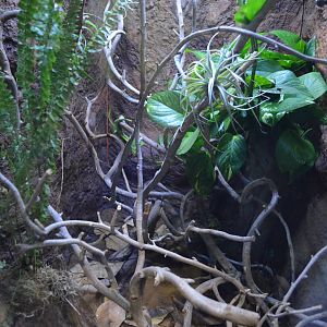 USAMBARA TWO-HORNED CHAMELEON EXHIBIT