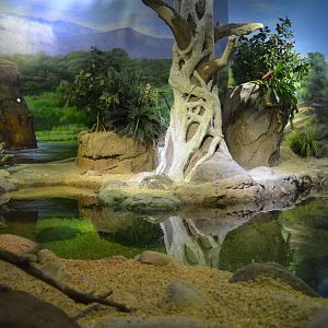 FLY RIVER TURTLE HABITAT