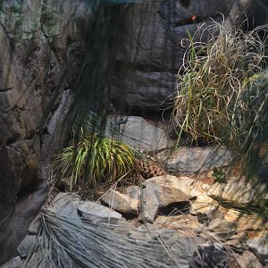 ROCK/RIDGE-NOSED RATTLESNAKE EXHIBIT