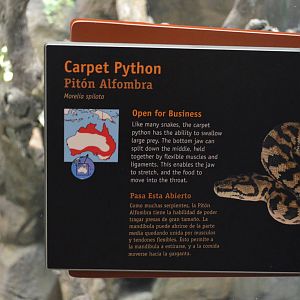 CARPET PYTHON SIGNAGE