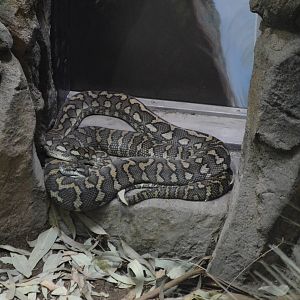 CARPET PYTHON