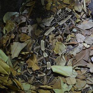 GABOON VIPER