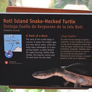 ROTI-ISLAND SNAKE-NECKED TURTLE SIGNAGE