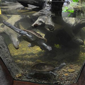 ROTI-ISLAND SNAKE-NECKED TURTLE