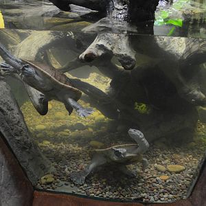 ROTI-ISLAND SNAKE-NECKED TURTLE