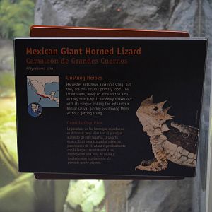 MEXICAN GIANT HORNED LIZARD SIGNAGE