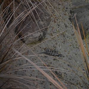 MEXICAN GIANT HORNED LIZARD