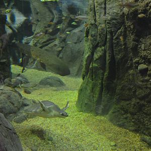 FLY RIVER TURTLE AND LUNGFISH