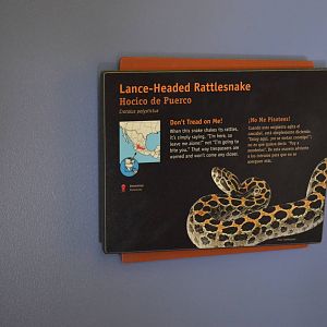 LANCE-HEADED RATTLESNAKE SIGNAGE