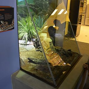 LANCE-HEADED RATTLESNAKE EXHIBIT