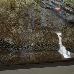 LANCE-HEADED RATTLESNAKE