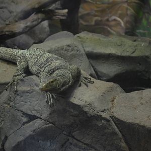 GRAY'S MONITOR