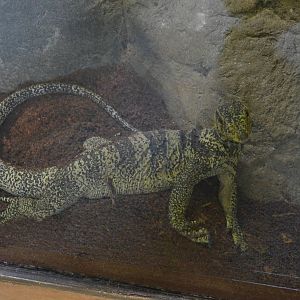 GRAY'S MONITOR