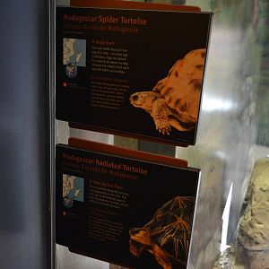 MADAGASCAR SPIDER/RADIATED TORTOISE SIGNAGE