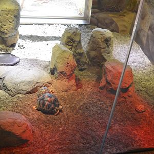 MADAGASCAR SPIDER/RADIATED TORTOISE EXHIBIT