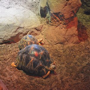 RADIATED TORTOISES