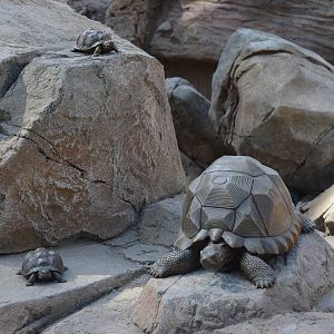 ARROYO LAGARTO SCULPTURES