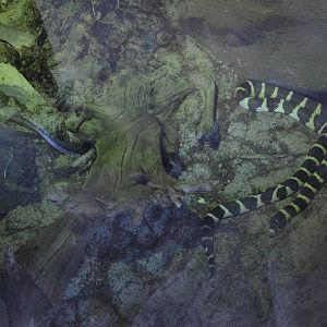 CALIFORNIA KINGSNAKE
