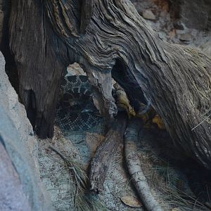 SOUTHERN PACIFIC RATTLESNAKE