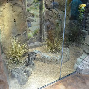 RED DIAMOND RATTLESNAKE EXHIBIT