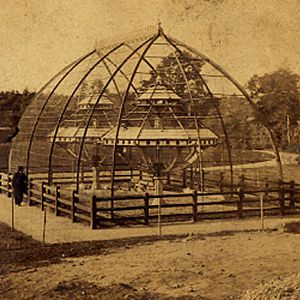 Early Zoo - Dovecot