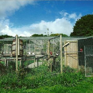 Aviary for Green-winged Macaws 5th September 2011