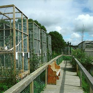 Aviaries 5th September 2011
