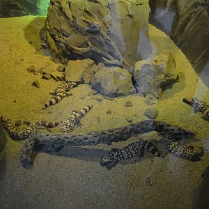 GILA MONSTER EXHIBIT