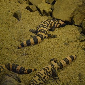 GILA MONSTERS