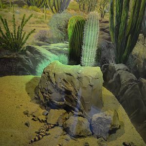 GILA MONSTER EXHIBIT