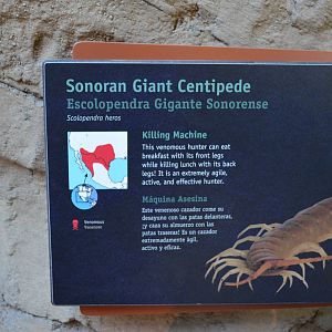 SONORAN GIANT CENTIPEDE SIGNAGE