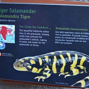 TIGER SALAMANDER SIGNAGE