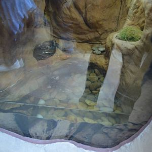 TIGER SALAMANDER EXHIBIT