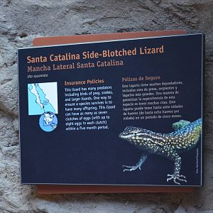 SANTA CATALINA SIDE-BLOTCHED LIZARD SIGNAGE