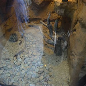 SANTA CATALINA SIDE-BLOTCHED LIZARD EXHIBIT