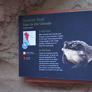 SONORAN TOAD SIGNAGE