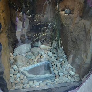 SONORAN TOAD EXHIBIT