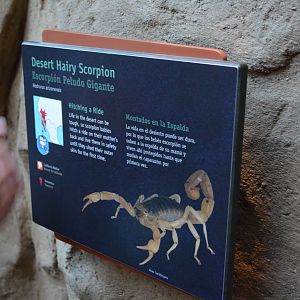 DESERT HAIRY SCORPION SIGNAGE