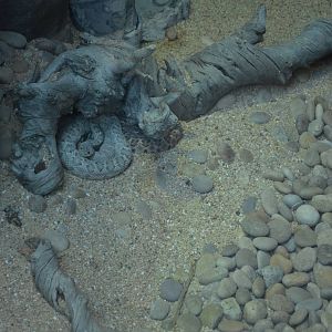 SANTA CATALINA ISLAND RATTLESNAKE EXHIBIT