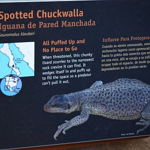 SPOTTED CHUCKWALLA SIGNAGE