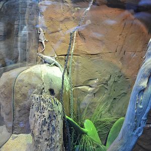 SPOTTED CHUCKWALLA EXHIBIT