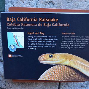 BAJA CALIFORNIA RATSNAKE SIGNAGE
