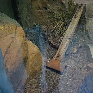BAJA CALIFORNIA RATSNAKE EXHIBIT