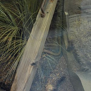 BAJA CALIFORNIA RATSNAKE