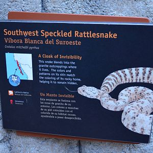 SOUTHWEST SPECKLED RATTLESNAKE SIGNAGE