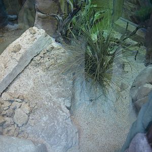 SOUTHWEST SPECKLED RATTLESNAKE EXHIBIT