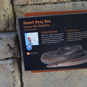 DESERT ROSY BOA SIGNAGE