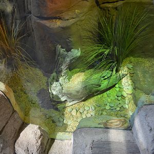 DESERT ROSY BOA EXHIBIT