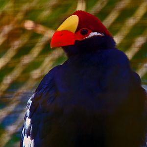 Turaco