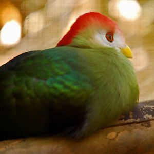 Turaco